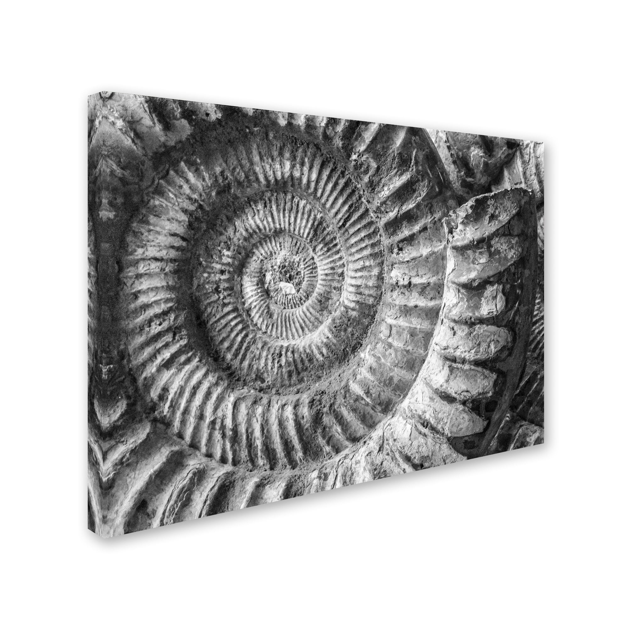 Trademark Fine Art "Amonita 1" Canvas Art by Moises Levy