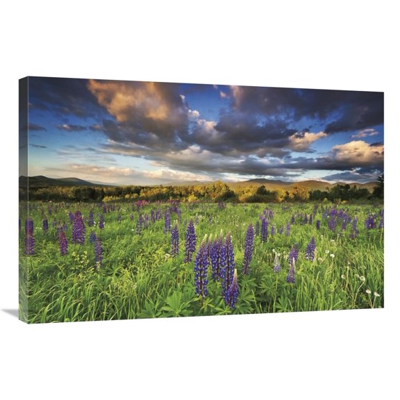 Global Gallery's 'Lupine Sunset' By Katherine Gendreau Stretched Canvas Wall Art