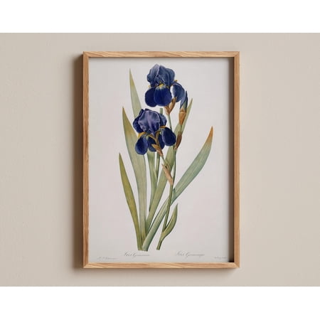 Iris Germanica Pierre-Joseph Redouté Classic Floral Elegant Iris Flower Antique Botanical Art Nature-Inspired Botanical Wall Art Poster Poster Print Only