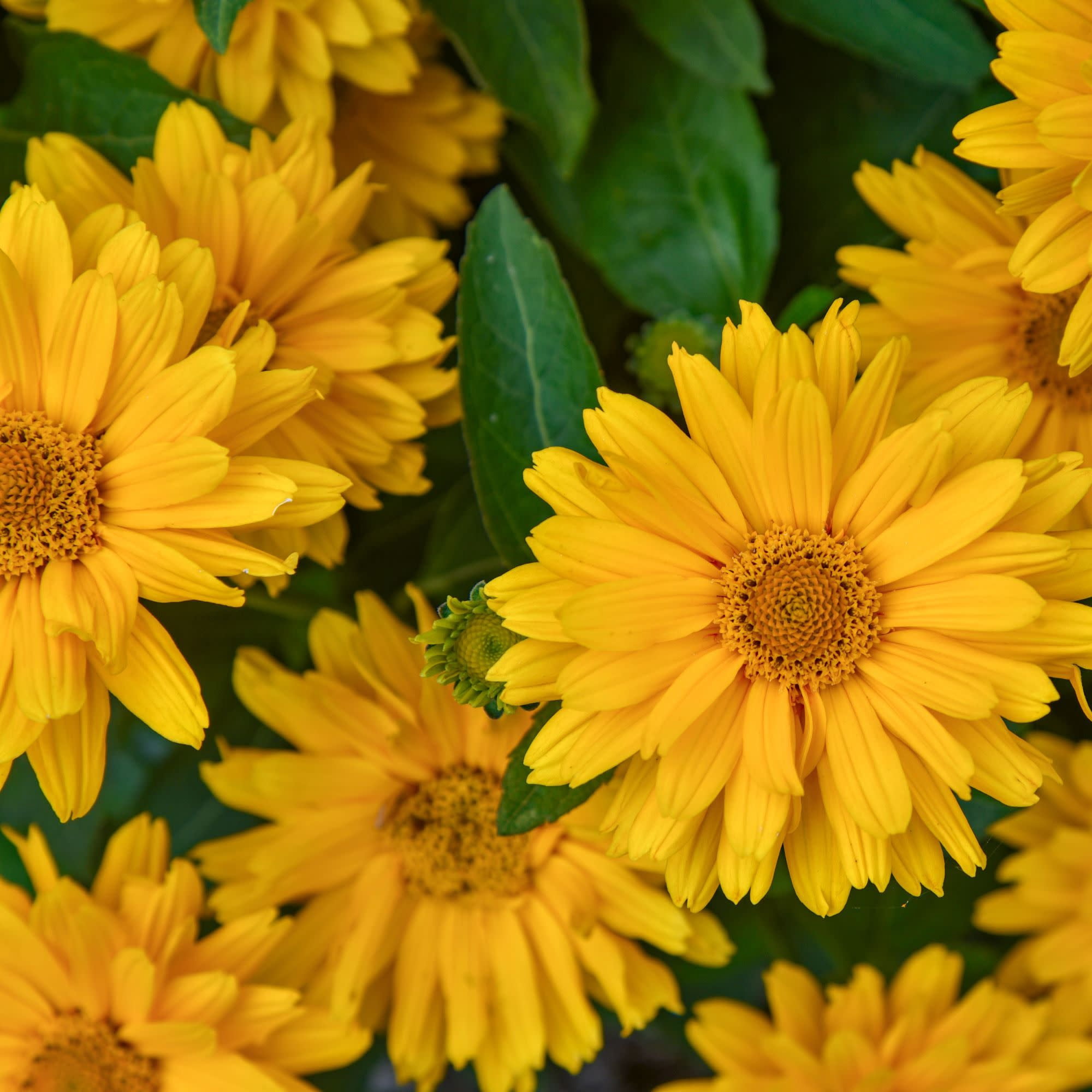Proven Winners 5" Yellow Athena Gold False Sunflower Live Plant in 4.5" Pot (4 Count)