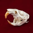 thumbnail image 4 of Taxidermia, calavera de animal real, rata almizclera, CLLOEAT para educación, 4 of 6