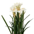 thumbnail image 3 of Vickerman 16.5" Artificial White Daffodil in Ceramic Pot., 3 of 5