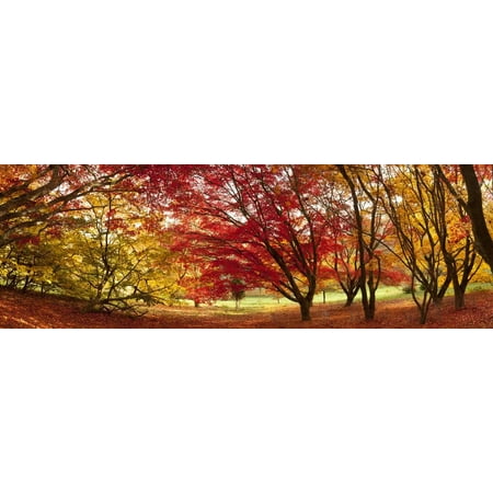Autumn Foliage of Japanese Maple (Acer) Tree, England, Uk Print Wall Art By Jon