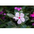 Expert Gardener 1.5G White Red Vinca Hanging Basket Live Plant Sun