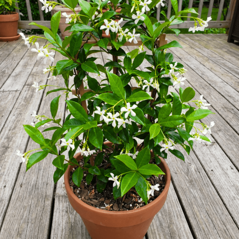 Star Jasmine Plant Live, 8 - 10 Inc Tall, Star Jasmine Live Plant, Fragrant Bloom, Fast Growing Climbing Vine for Trellis, Outdoor Garden