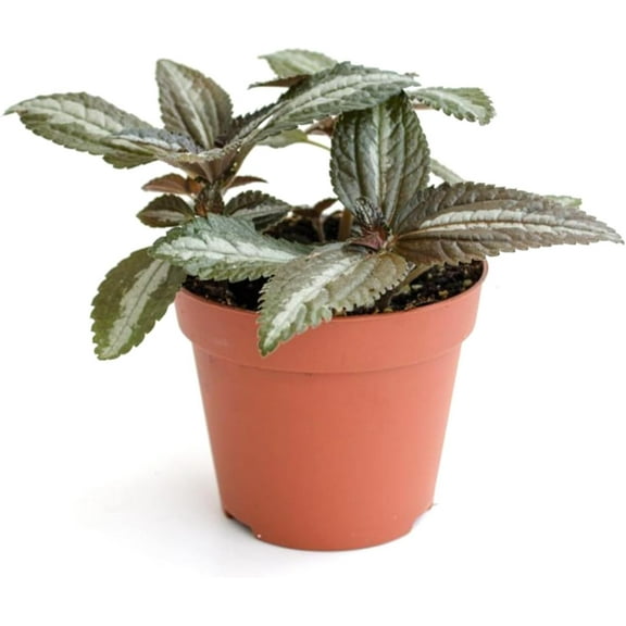Silver Tree Friendship Plant - Live Plant in a 3 Inch Growers Pot - Pilea Spruceana - Beautiful Textured Indoor Houseplant