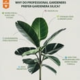 ⭐ 𝐒𝐔𝐏𝐄𝐑𝐈𝐎𝐑 Liquid Silica Boost Fertilizer and Supplement Spray for ...