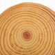 thumbnail image 2 of 6pcs Round Wood Slices: Natural Wooden Coasters For Diy Painting - Handmade Coasters Rustic Crafts - Unfinished Wood Circles For Art Projects, 2 of 3