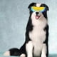 thumbnail image 3 of Dog Goggle for Small Dog UV Protection Wind Protection Dog Sunglasses for Dog Outdoor Activities, 3 of 4
