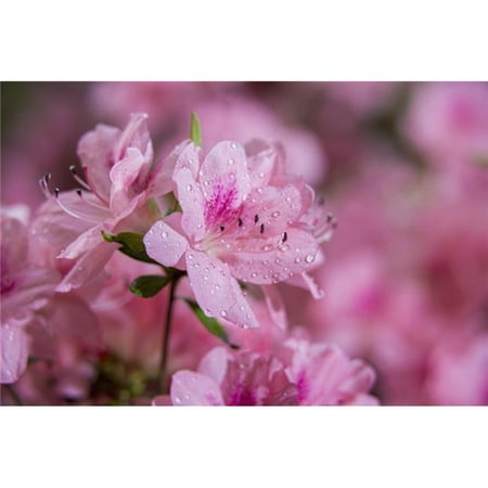 - Pericat Hybrid Azaleas Rhododendron New York Botanical Garden - New York City New York United States of America Poster Print - 19 x 12 in.