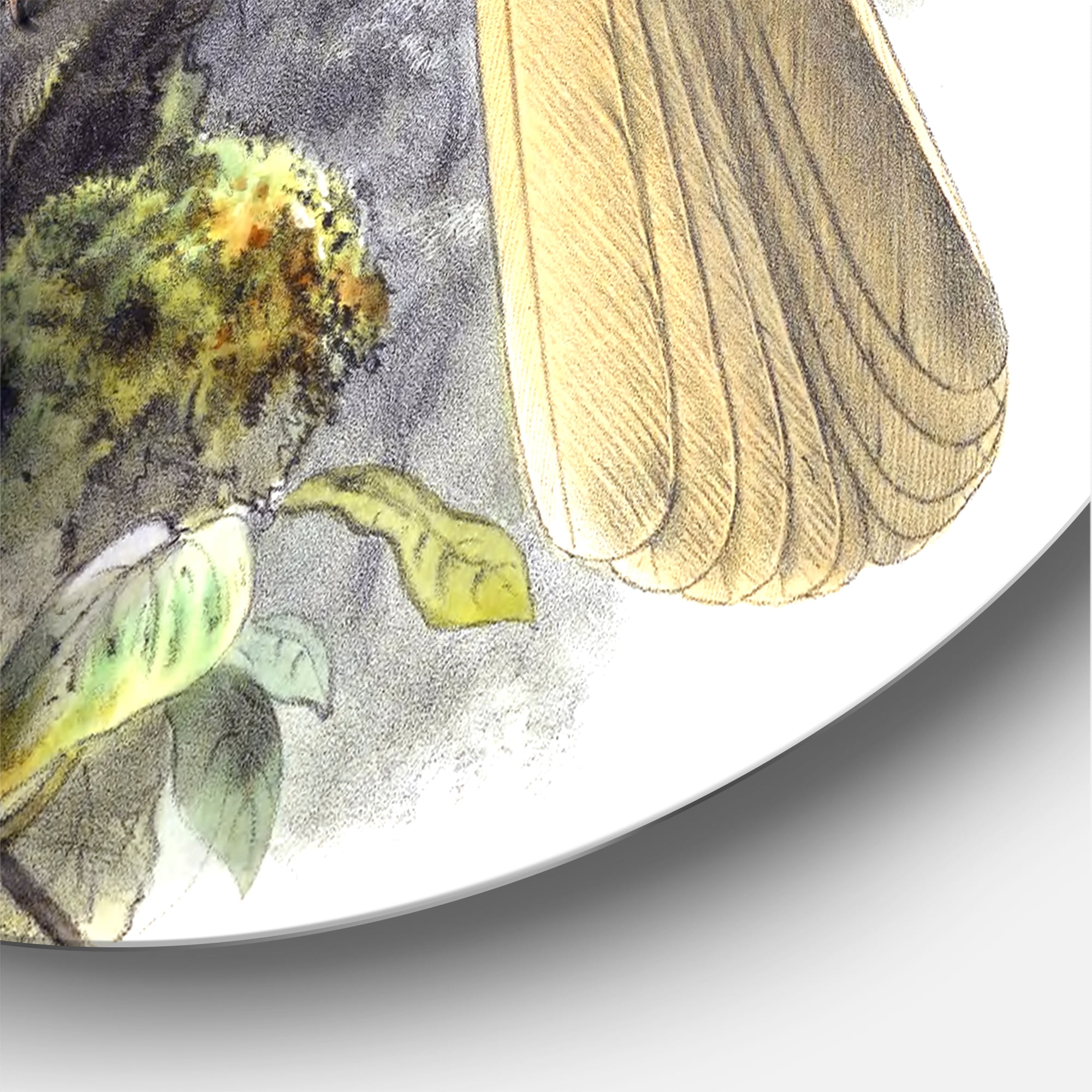 Designart 'Ancient Australian Birds XI' Traditional Circle Metal Wall Art 11x11 - Disc of 11