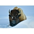 thumbnail image 2 of Suradji, Surjanto 32x23 White Modern Wood Framed Museum Art Print Titled - Winter Bison, 2 of 4