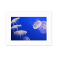 thumbnail image 1 of Ocean Jellyfish Science Nature Picture Photo Mount Frame Picture Art Painting Desktop 5x7 inch, 1 of 3