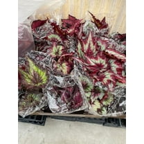 Harmony Foliage Begonia Rex and Rhizomatous Hybrids in 6 inch pots 6-Pack Bulk Wholesale Hybridized Unique Plants