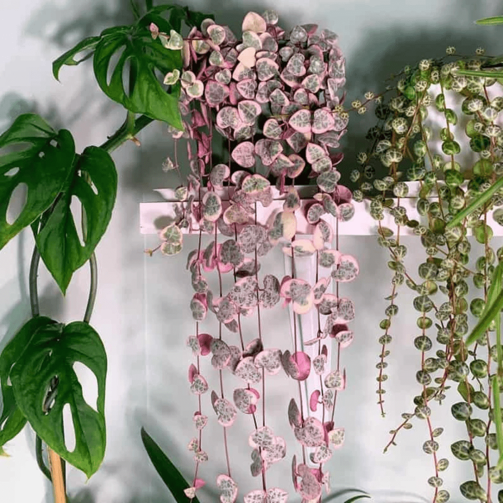 Variegated String of Hearts Plant Live, Ceropegia Woodii Vine Succulent Live Houseplant, In 2.5" Pot