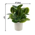 thumbnail image 4 of Mainstays Indoor Artificial Prayer Plant, 10 in, Polyester in White Plastic Pot, Green, 1 Piece, 4 of 9
