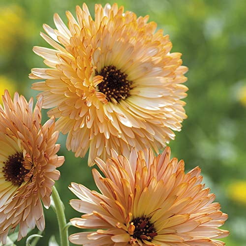 Calendula Apricot Pacific Beauty Flower Seeds, 250 Seeds Per Packet