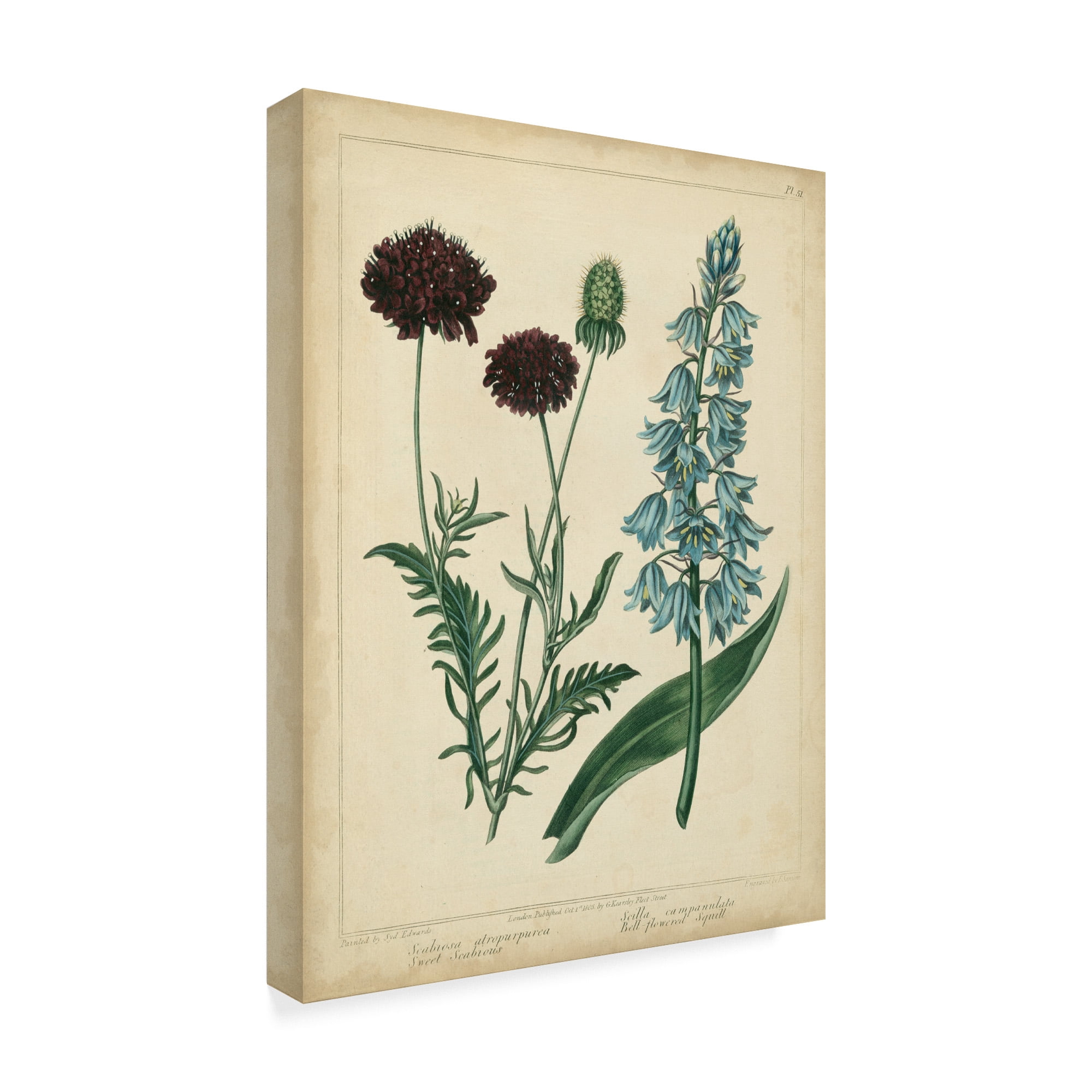 Trademark Fine Art 'Cottage Florals VI' Canvas Art by Sydenham Edwards