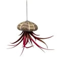 thumbnail image 2 of Small Tillandsia Jellyfish, Cute Hanging air Plant with Seashell, 2 of 5