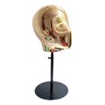 thumbnail image 2 of Cabeza de Estilismo de Maniquí, Sombrero de Peluca, Soporte de Exhibición, Parte Inferior de Metal, Gorro Multifuncional Resistente, Bufanda, Auricula, 2 of 8