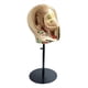 thumbnail image 3 of Cabeza de estilo de maniquí para hacer gorras, soporte de exhibición resistente para el hogar y salón de belleza o tienda, Base estable, accesorios, 3 of 8