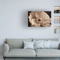 thumbnail image 2 of Trademark Fine Art 'Sepia Poppy I' Canvas Art by Cora Niele, 2 of 4