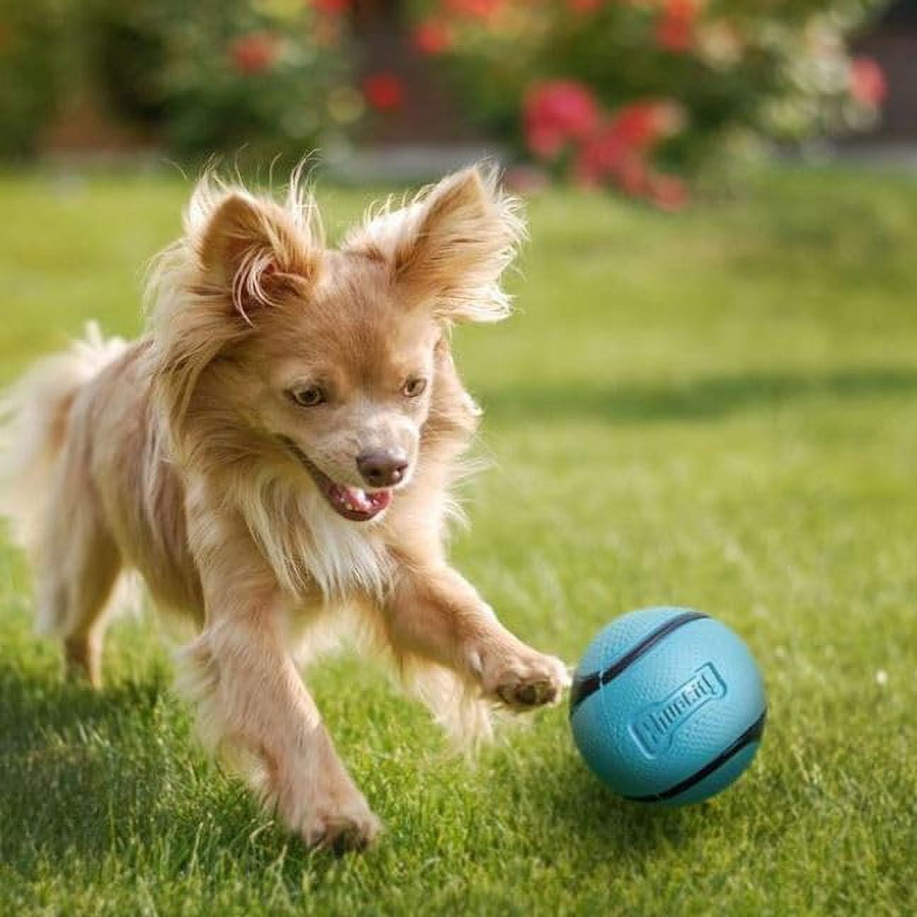 Chuckit! Sniff Fetch Ball Durable High Bounce Rubber Dog Toy, Peanut Butter & Bacon Scented, Medium 2.5" for Dogs 20 to 60 lb, Blue, Green & Blue, Pack of 2