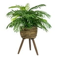 thumbnail image 6 of LCG Florals Artificial Plant, Phoenix Palm, 2.5 ft, Basket Stand, Weighs approx. 6 lbs., 6 of 9