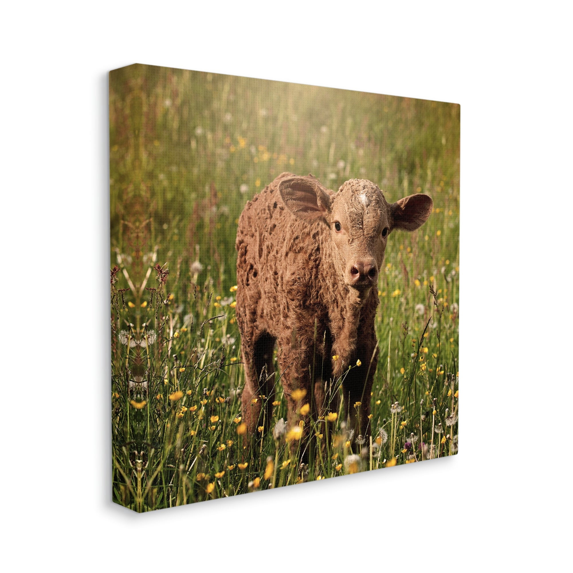 Stupell Industries Baby Calf Cow Among Flower Blossom Meadow Photograph Gallery Wrapped Canvas Print Wall Art, Design by Daphne Polselli