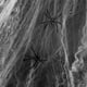 thumbnail image 5 of Minnieouse Web Prop Halloween Elástico Web Decoración Fiesta Scary Insect Cobweb Network para Bar Home, Blanco Blanco 5piezas, 5 of 6