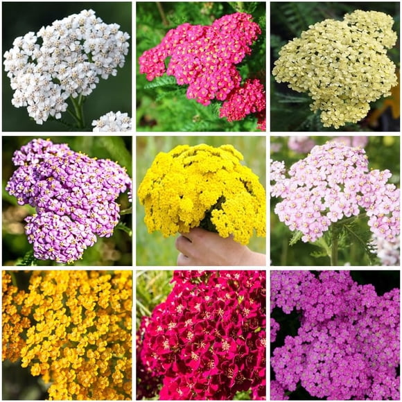 GSDWIUEW 2000+ Mix Yarrow Seeds, , Heirloom, Open Pollinated Yarrow Seeds for Planting Home, Garden, Easy to Plant