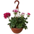 thumbnail image 1 of planta geranio malvon, 1 of 6