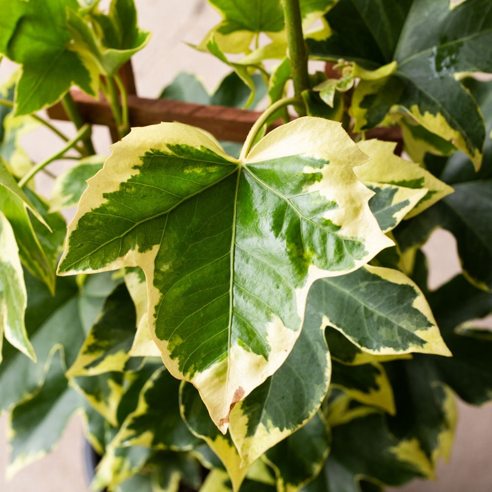 Southern Living Angyo Star Fatshedera (Hybrid of Fatsia japonica and English Ivy) - 3 Gallon