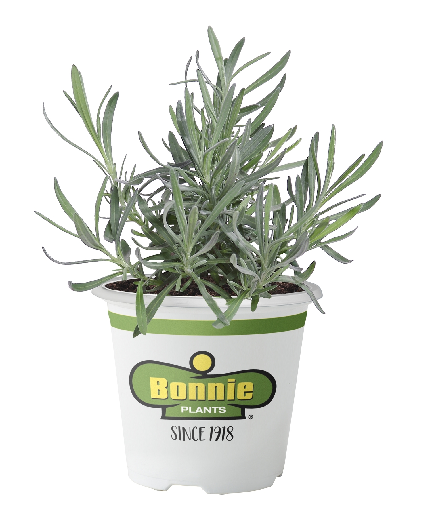 Bonnie Plants Ellagance Lavender (Live Plant) Walmart
