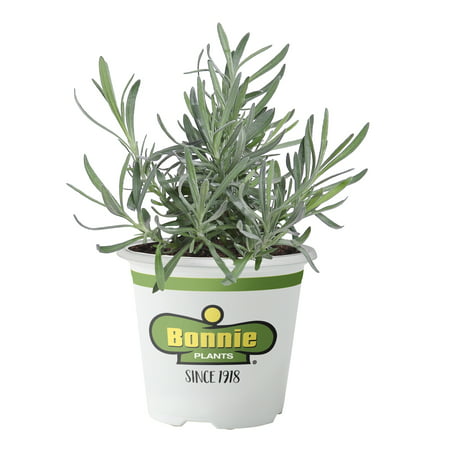 Bonnie Plants Ellagance Lavender (Live Plant) (Nasa Best Indoor Plants)