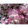 thumbnail image 2 of 15 Graines d'Arbuste d'Arbre Fertile Robinia Hispida Fleur de Criquet ROSE / ACACIA ROSE, 2 of 10