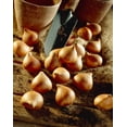 thumbnail image 5 of Van Zyverden Tulips Persian Pearl Set of 25 Bulbs Multi-Color Part Sun, 5 of 10