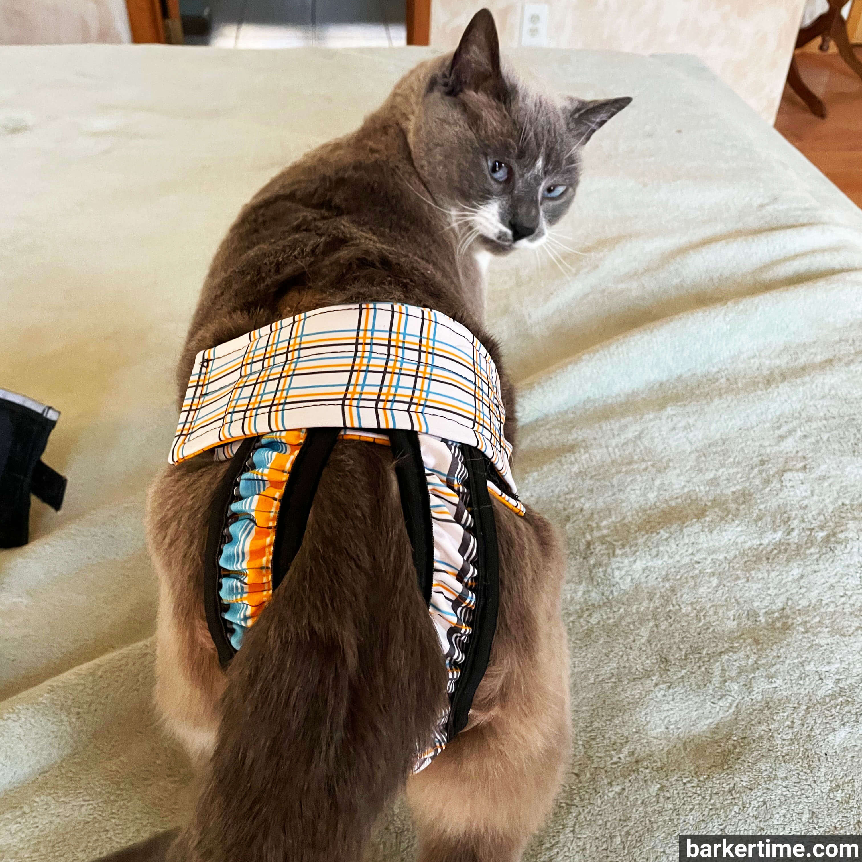 Barkertime Blue and Yellow Plaid Cat Diaper Pull-up