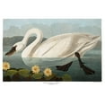 thumbnail image 2 of Vintage Apple Collection 18x14 Gold Ornate Wood Framed with Double Matting Museum Art Print Titled - Swan, 2 of 4