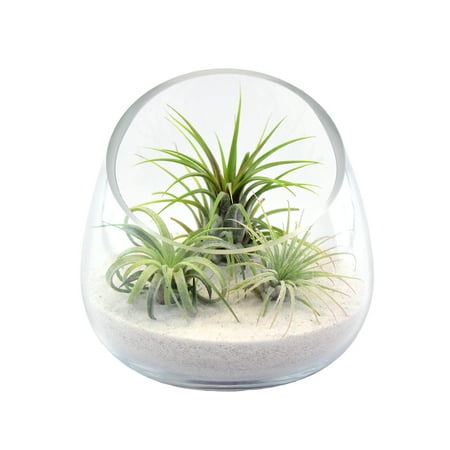 Air Plant Terrarium Kit in 5-Inch Glass Bowl Terrarium by NW Wholesaler