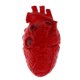 thumbnail image 1 of Modelo de Corazón Falso, órgano de Partes Del Cuerpo de Tamaño Natural, Suministros de Accesorios de Terror de Halloween Baoblaze Corazón humano, 1 of 7