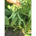 thumbnail image 2 of TomorrowSeeds - Roma II Romano Bean (Bush) Seeds - 90+ Count - For 2026 Planting Italian White Bean, 2 of 9