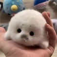 thumbnail image 6 of XIANXIAN 5" White Seal Stuffed Animal, Plush Toys for Kids, Kawaii Seal Plushies for Girls and Boys, Soft Stuffed Sea Animal, Birthday Gifts, Soft Plush Toys Pillow, Plushie Doll, 6 of 6