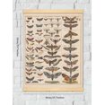 thumbnail image 2 of PPHAOSHO Tableau de Référence d'Identification des Races d'Insectes Collection d'Espèces Diagramme d'Entomologie Affiche de Classe Club Peinture Sans Cadre Affiches Murales sur Toile Impression d'Art 20x30 Pouces, 2 of 7