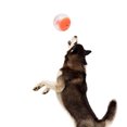 thumbnail image 1 of Dog Teething Ball,Dog Toy Ball Endless Dog Toy Ball Puppy Teether Toy Highly Recommended, 1 of 12