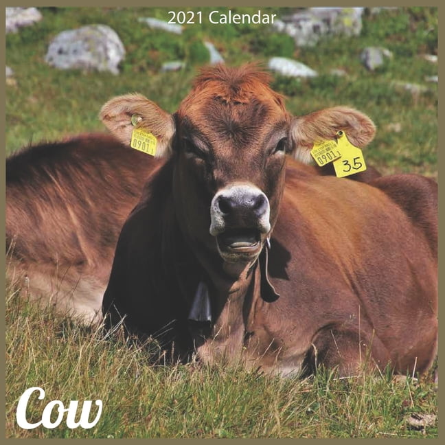 Cows 2021 Calendar 