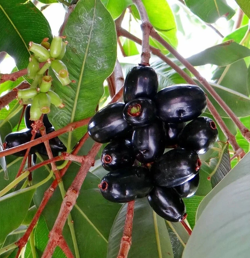 Java Plum Tree Black Plum Fruit Plant Syzygium Cumini Jamun Tree 1.5-2 Feet Tall Gal Pot