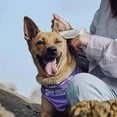 thumbnail image 5 of HICC Pet Relief Ear Finger Dog Cat & Small Pet Wipes, 50 count, 5 of 5