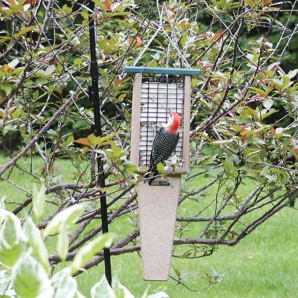 Birds Choice Recycled Double Cake Pileated Suet Bird Feeder - Walmart