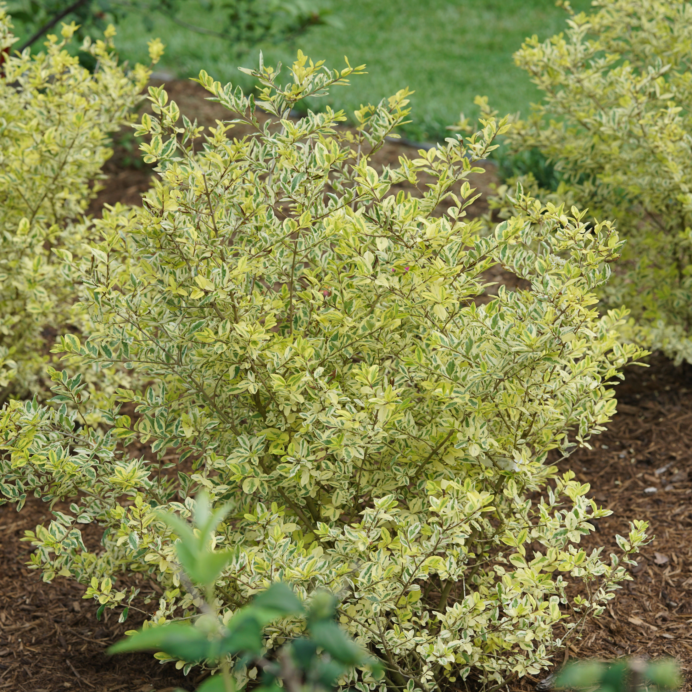 Proven Winners ColorChoice 5" Good Vibrations Privet Live Plant in 4.5" Pot (4 Count)